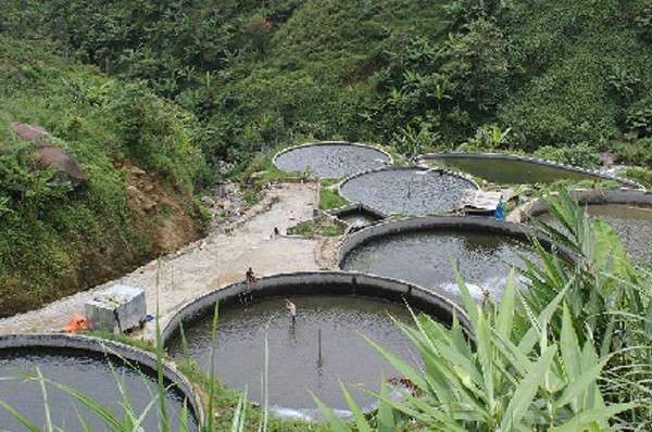 Lên Sa Pa ăn... cá đặc sản 2