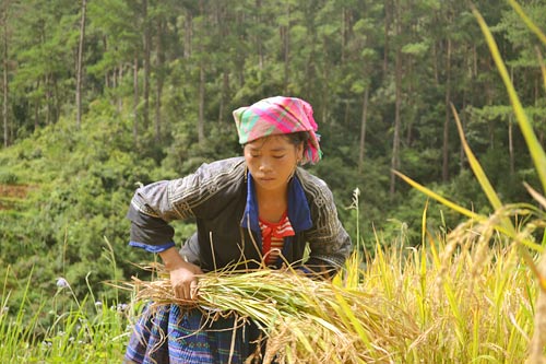 Ghé thăm mùa vàng Mù Cang Chải - 6