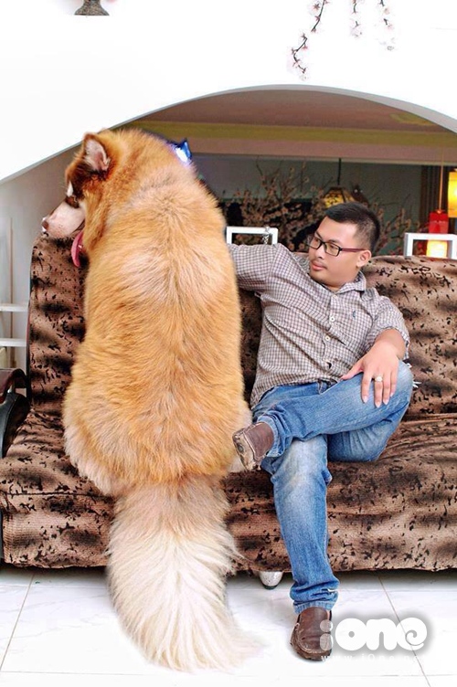 Anh Thiện bên chú chó khổng lồ của mình.