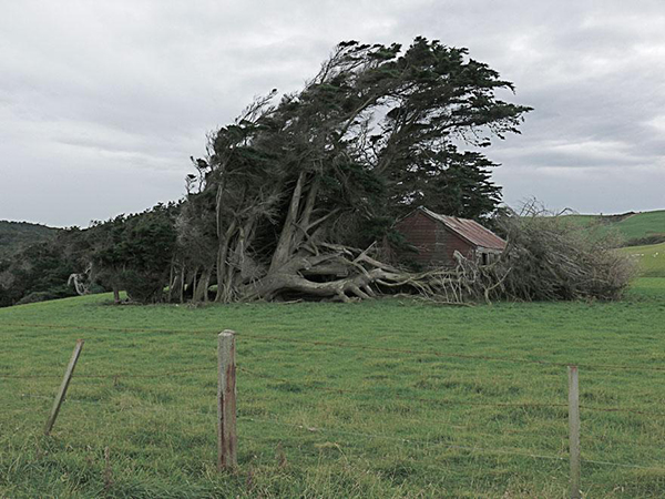 Những cái cây kỳ dị tại Slope Point, New Zealand |  Slope point,new zealand,cây kỳ lạ