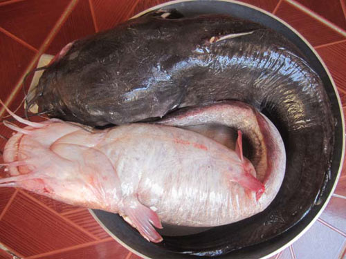 Nhớ canh cá ngát nấu bần - 2