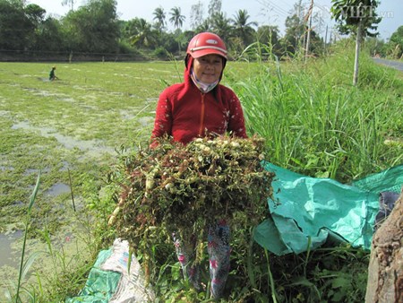 Gỏi rau nhút trộn tôm thịt, món “thăng hoa” ngày hè - 1