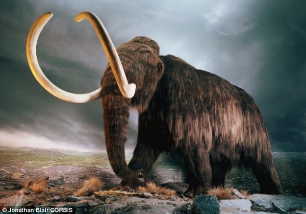 Cận cảnh xác loài voi ma mút 39.000 năm tuổi 8