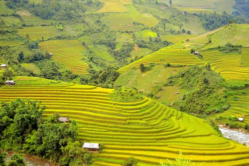 Ghé thăm mùa vàng Mù Cang Chải - 9